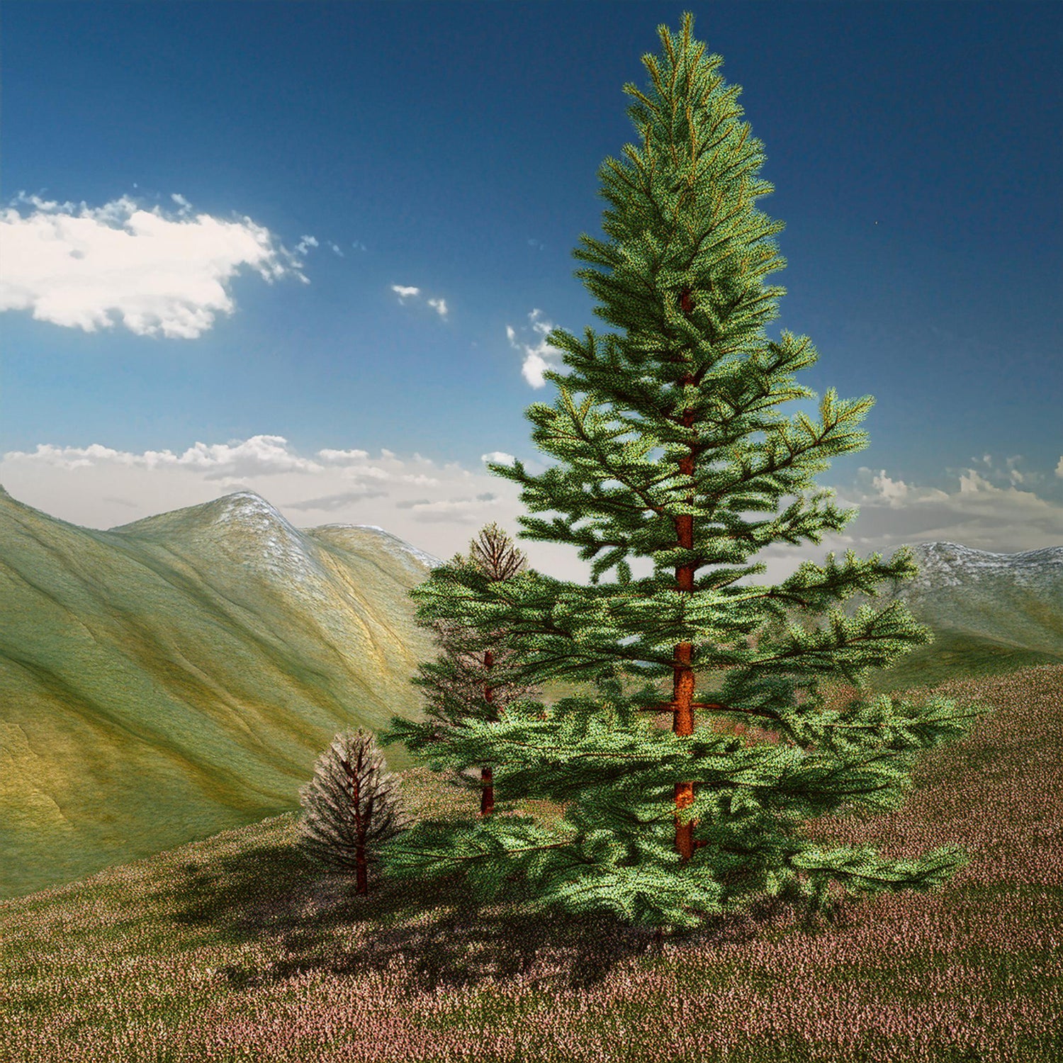 Siberian Fir - Plant Power