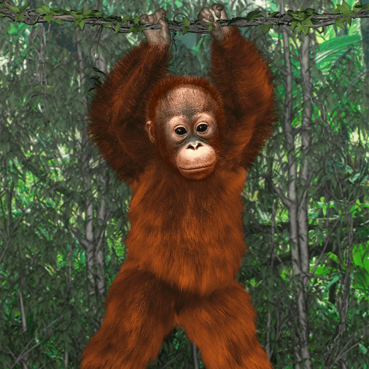More Than Charms Where's the OrangutanWhat was that? James and Joy see a flash of orange on the beach where they were playing. How will the children help the little Mango return to his mother? Step into the Malaysian Jungle and embark on a cultural advent