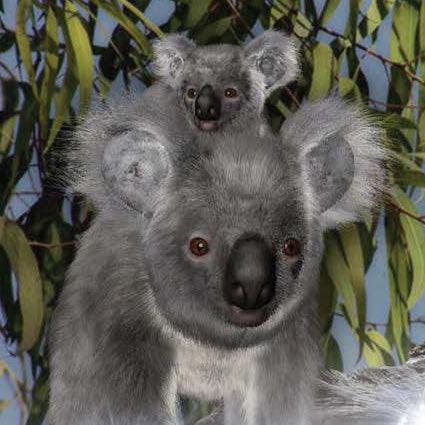 More Than Charms Where's the KoalaWhat was that? asked James and Joy. Hearing a splash, they find a little Koala has fallen into the billabong. How will the children help the Dew Drop return to his home high up the eucalyptus tree? Climb up a eucalyptus t