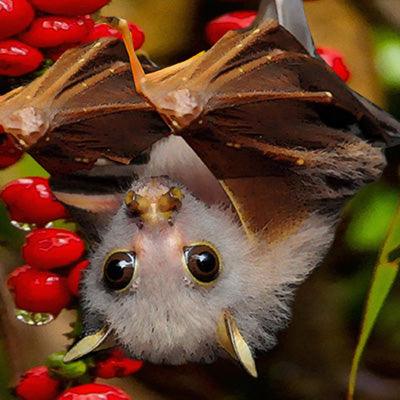 More Than Charms BatsActively connect to bats &amp; the environment. What will you discover when you connect with a bat and go trick or treating or visit a lush rainforest?