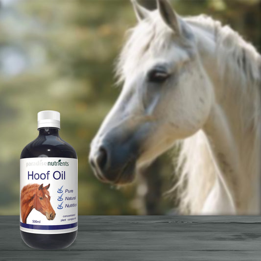 Horse Hoof Oil - Paradise Nutrients - More Than Charms