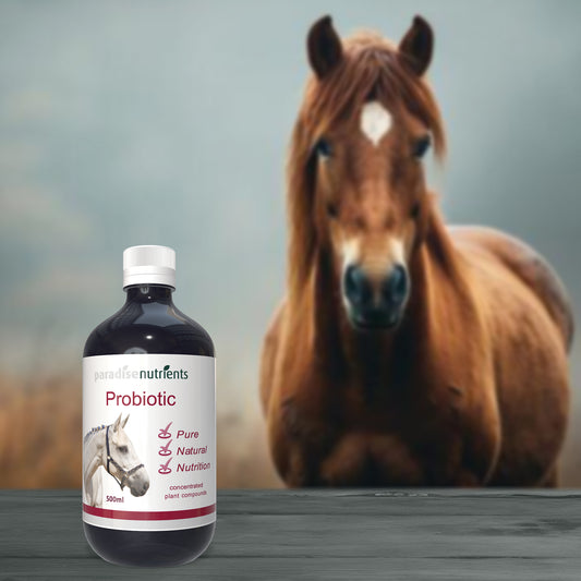 Horse Probiotic Tonic - Paradise Nutrients - More Than Charms