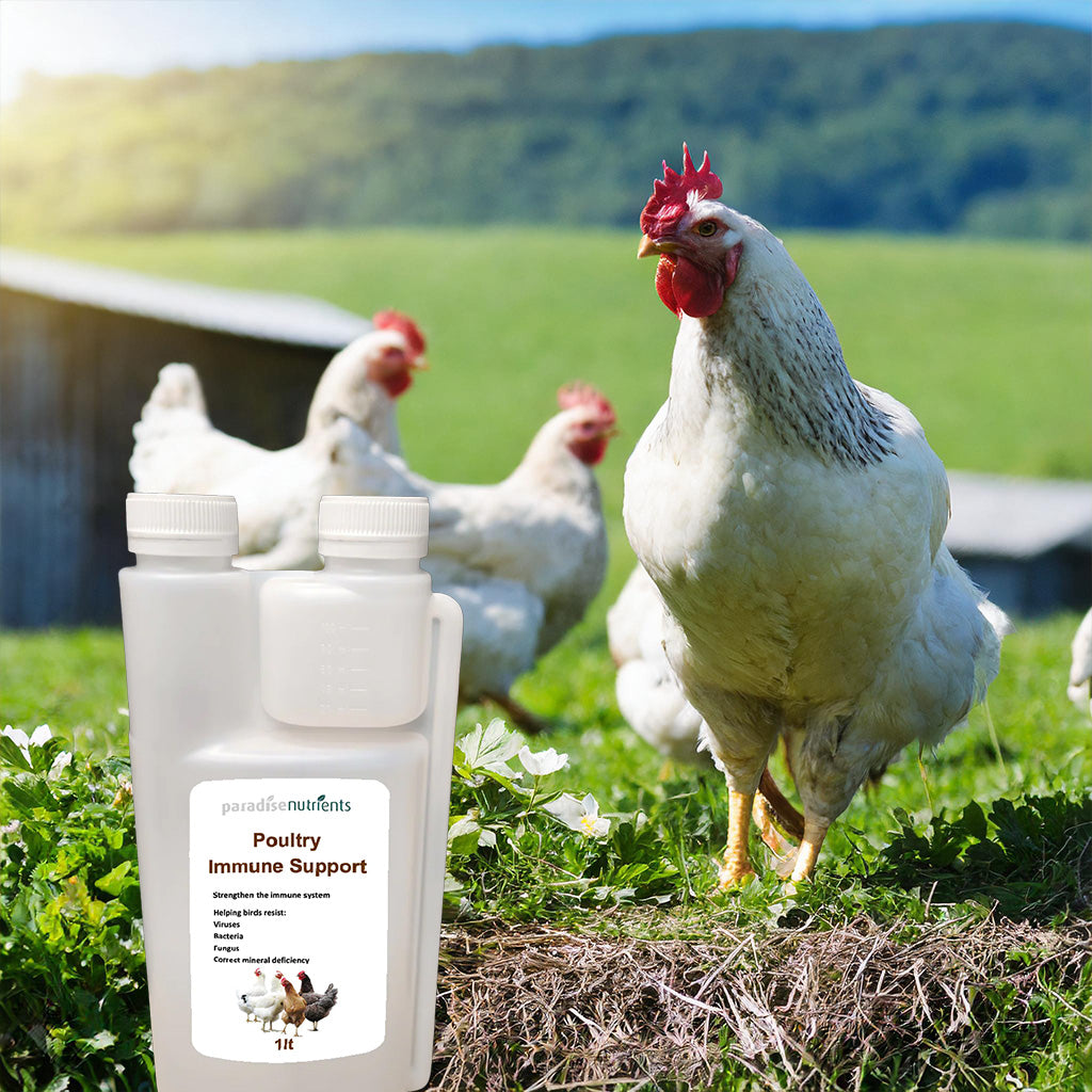 Poultry Immune Support - Paradise Nutrients - More Than Charms