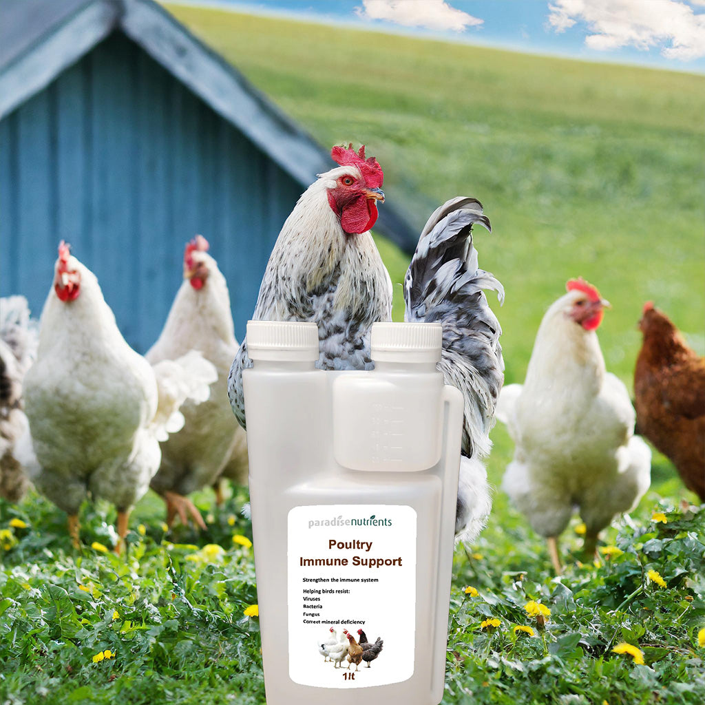 Poultry Immune Support - Paradise Nutrients - More Than Charms